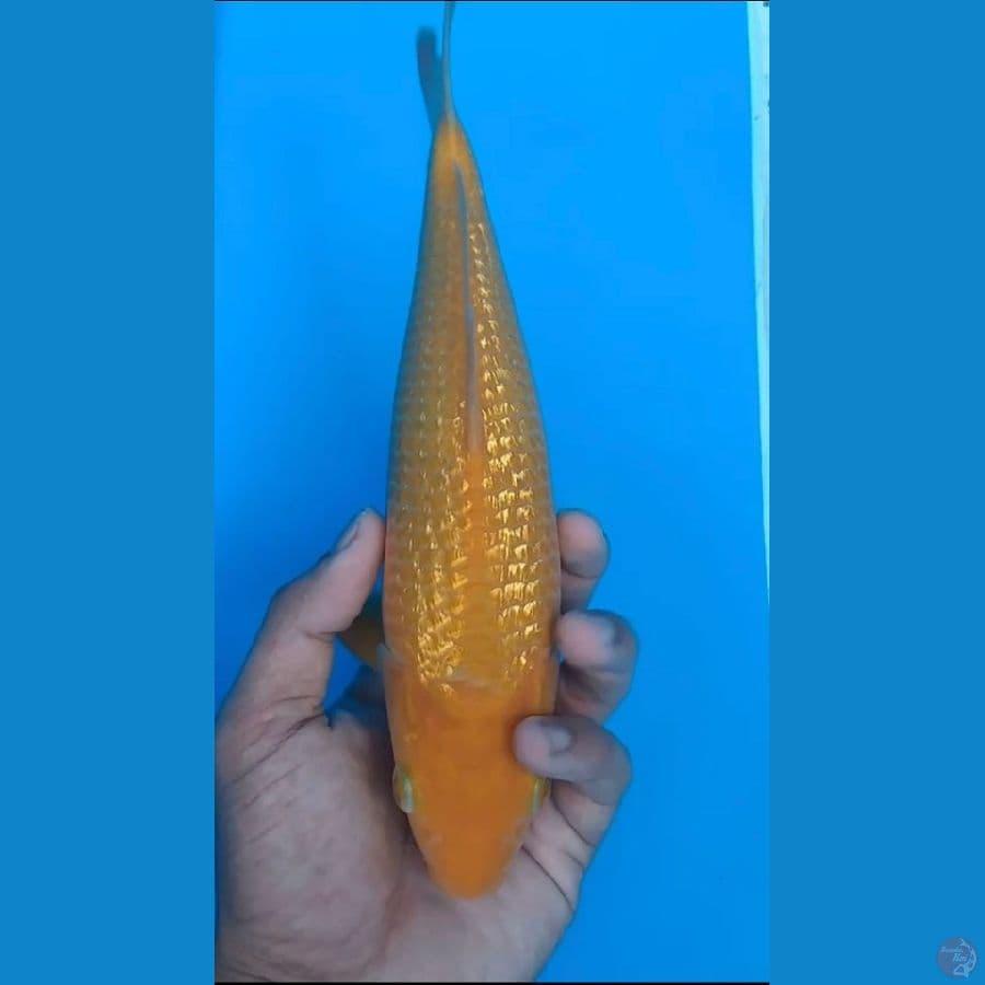 karasi ginrin SQ