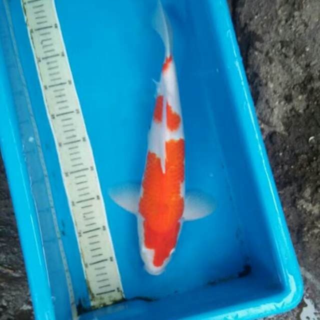 Kohaku male