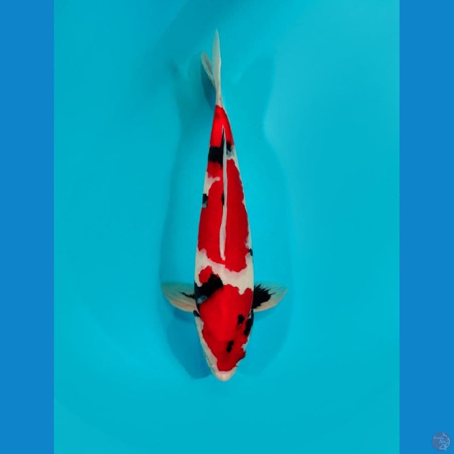 showa 40cm male