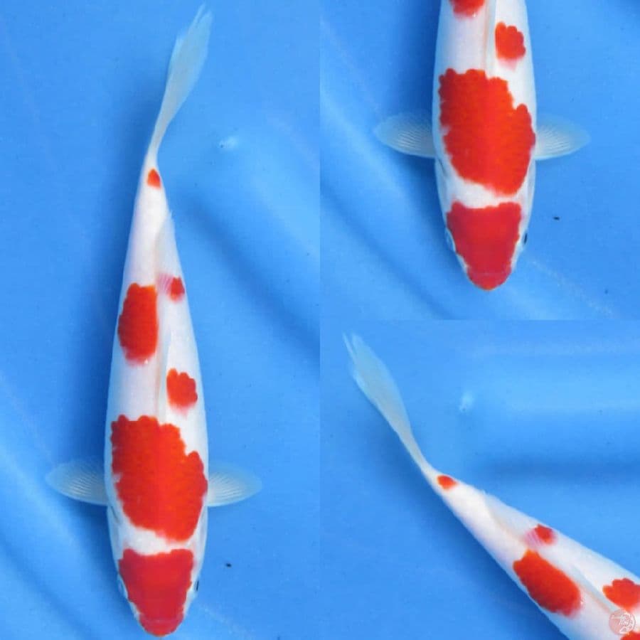 23cm, Red Kohaku Ori