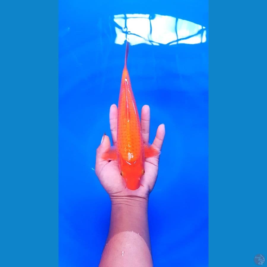 Red karashi 27 cm