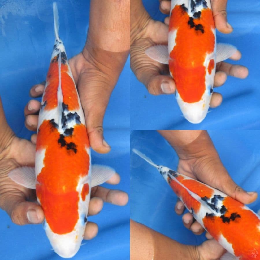 31cm , Bulky Kohaku