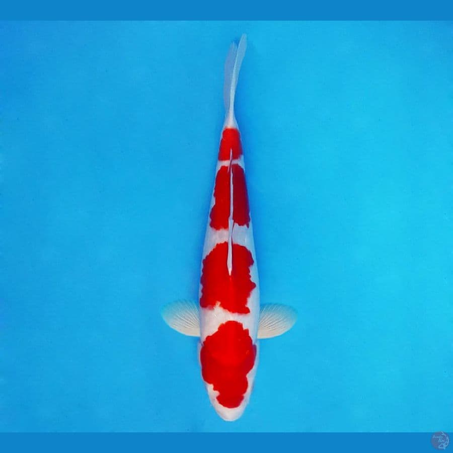 ASAGIRI 1 ~ Kohaku 31 cm/fm