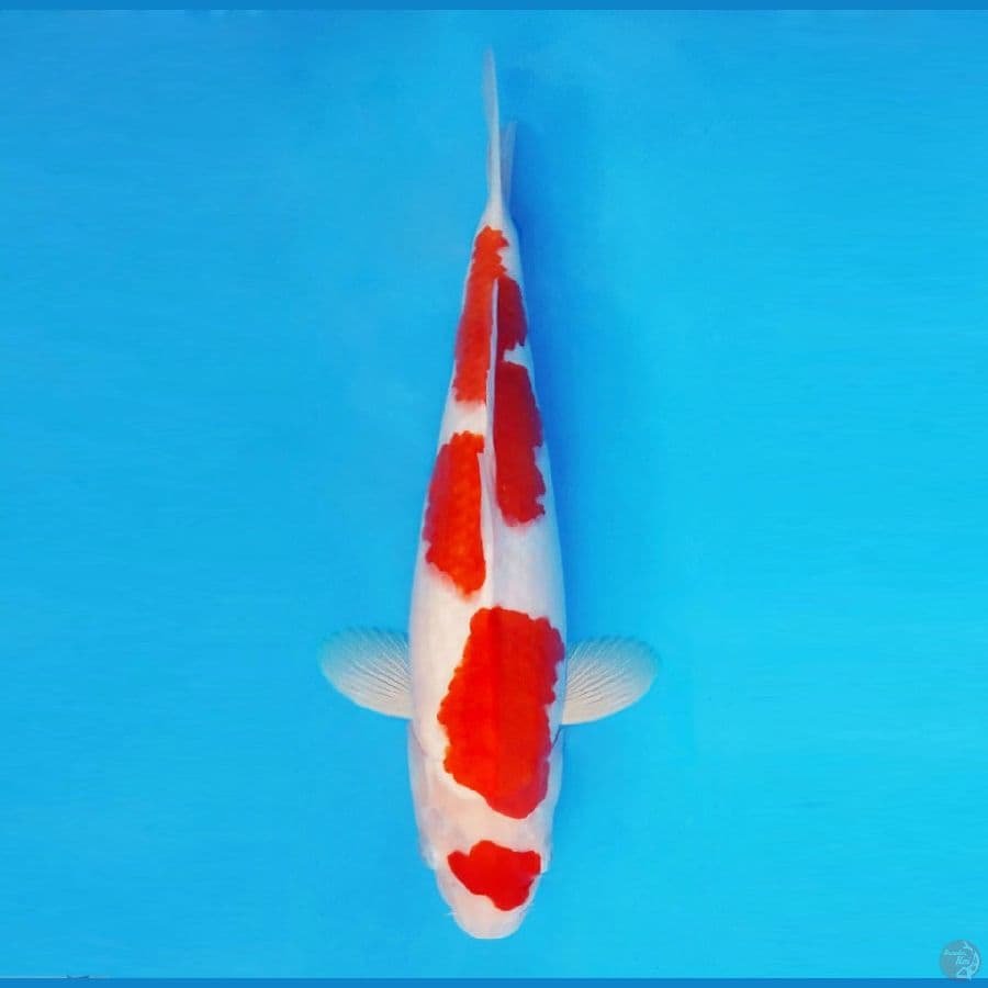 ASAGIRI 3 ~ Kohaku 34 cm/fm ™