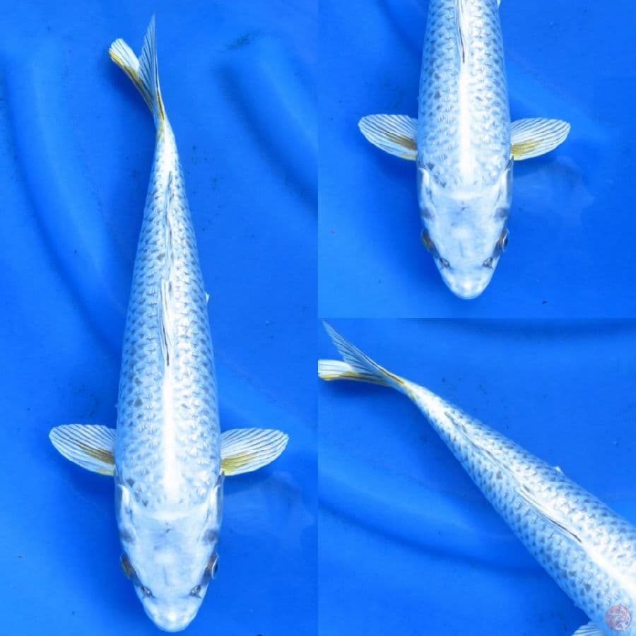 40cm , Matsuba Ginrin