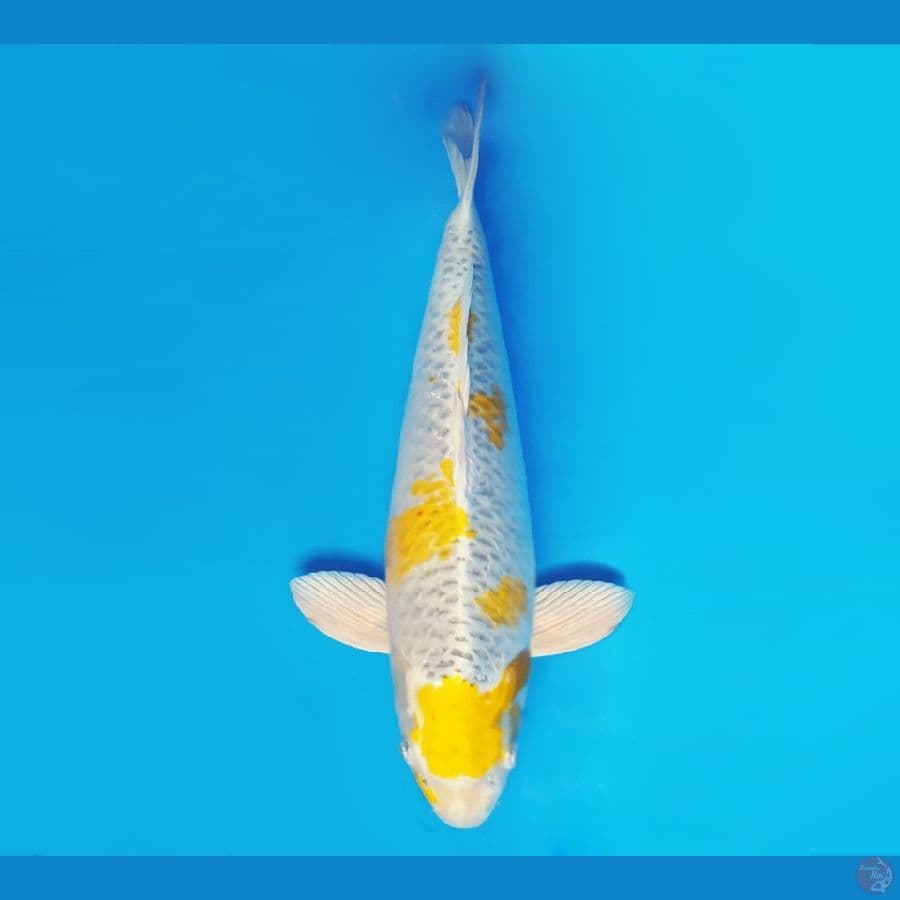 ASAGIRI 6 ~ Hariwake Induk 60 cm/fm ™