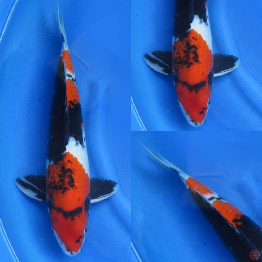 47cm , Male Jumbo Showa