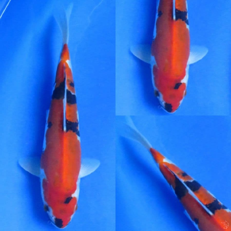 26cm , Showa Doitsu Murni