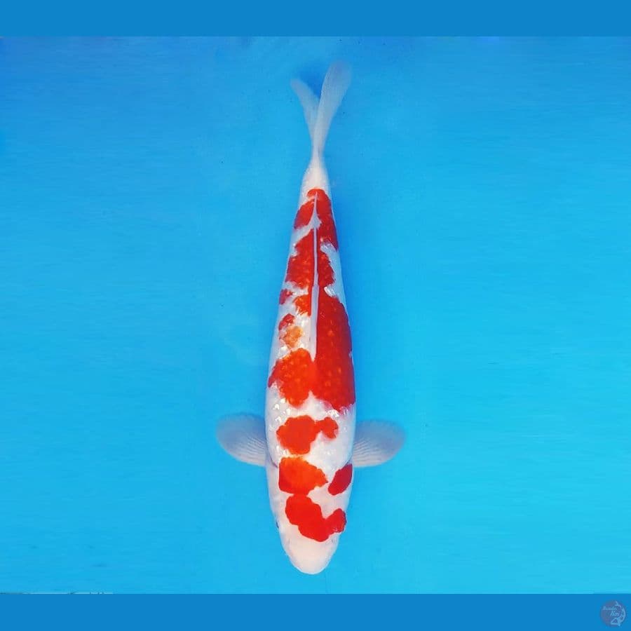 ASAGIRI 10 ~ Kohaku Gin Rin 35 cm/fm ™