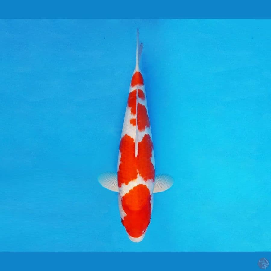 ASAGIRI 11 ~ Kohaku 37 cm/fm ™