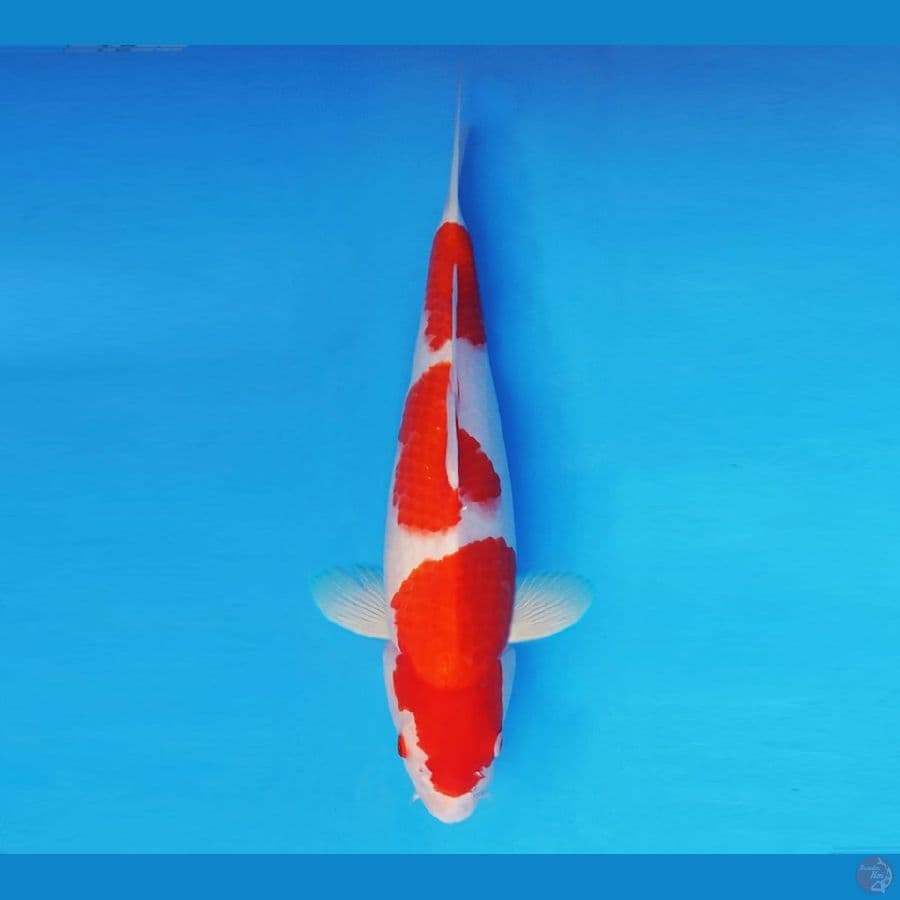 ASAGIRI 13 ~ Kohaku 35 cm/fm ™