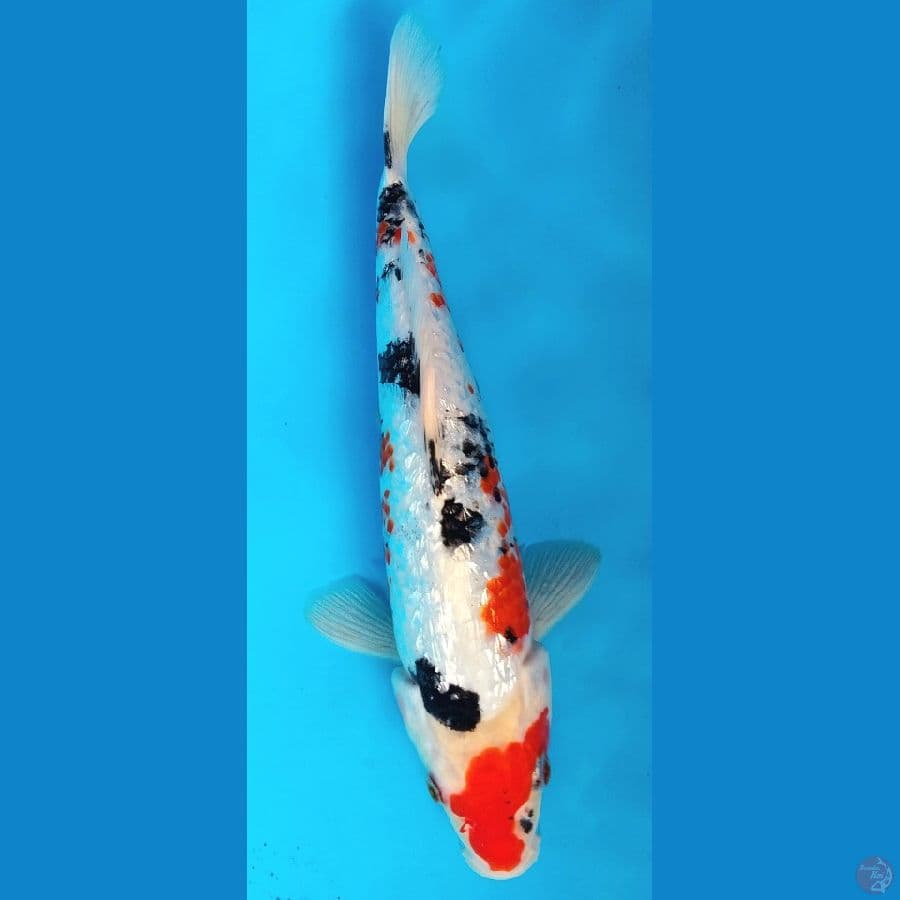 gindrin 26cm