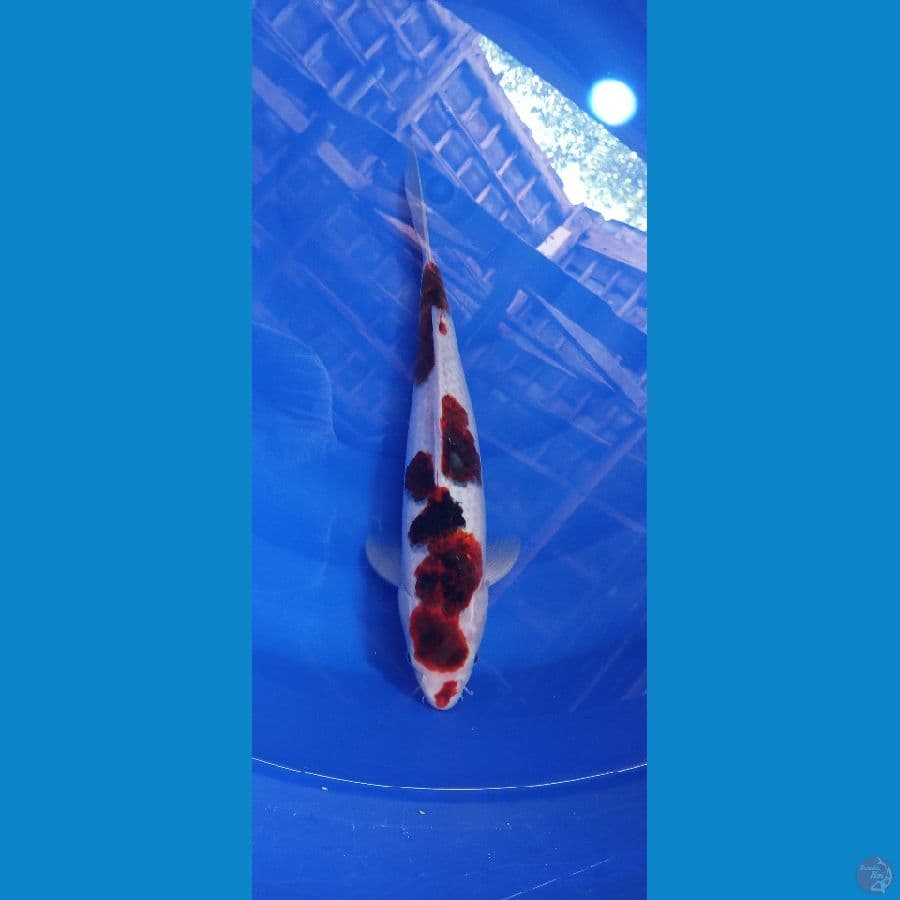 goromo, 40 cm, male.