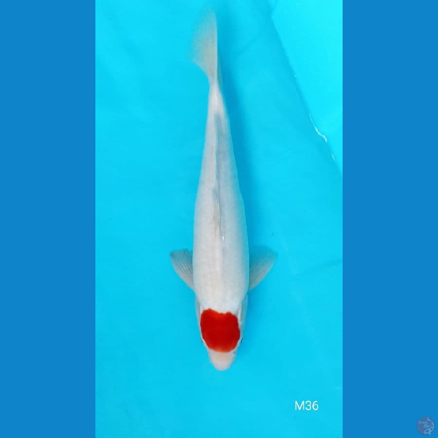 TANCHO (Male 36cm)