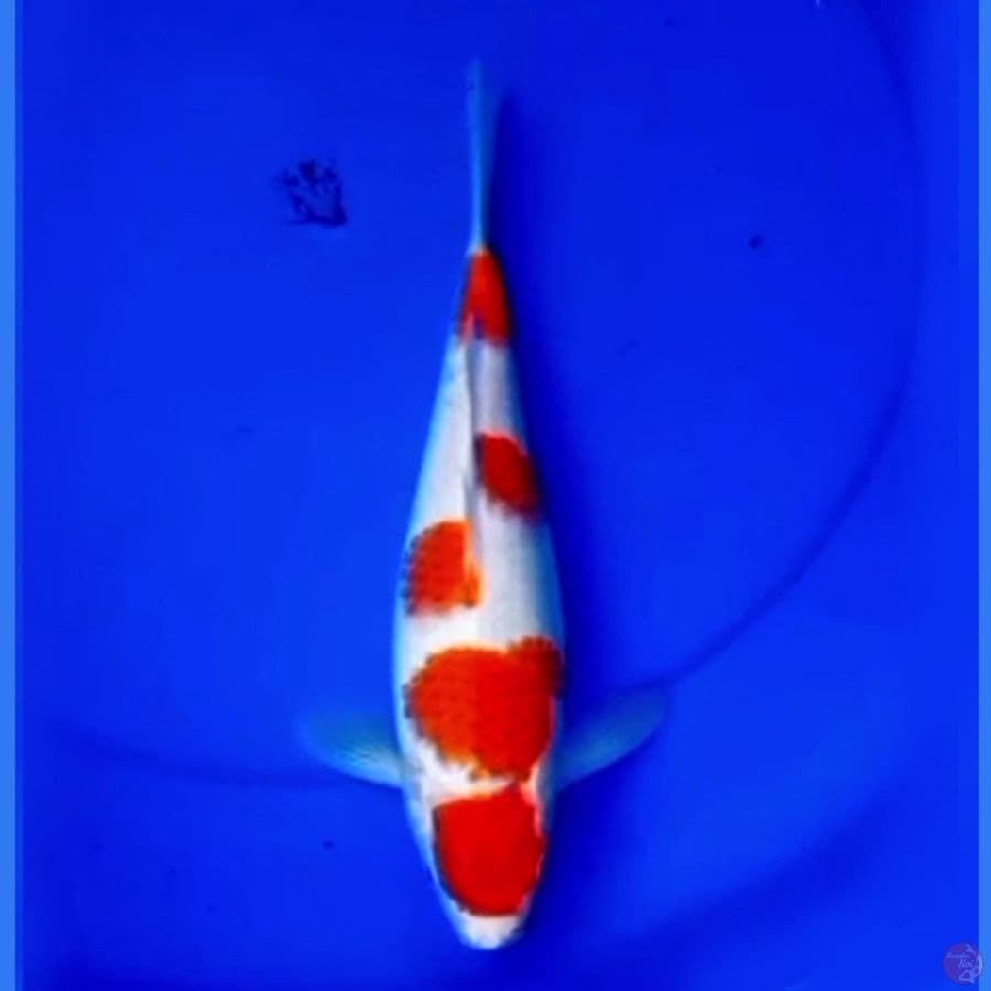 30cm F1 KOHAKU MERAH PEKAT
