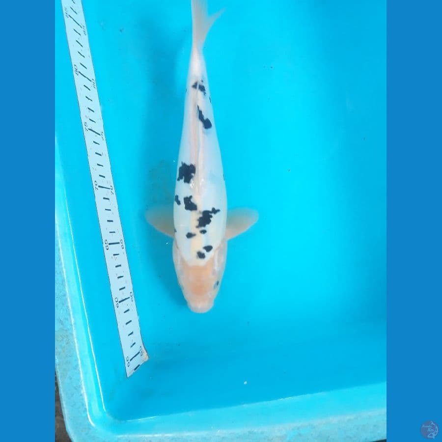 bekko 27cm