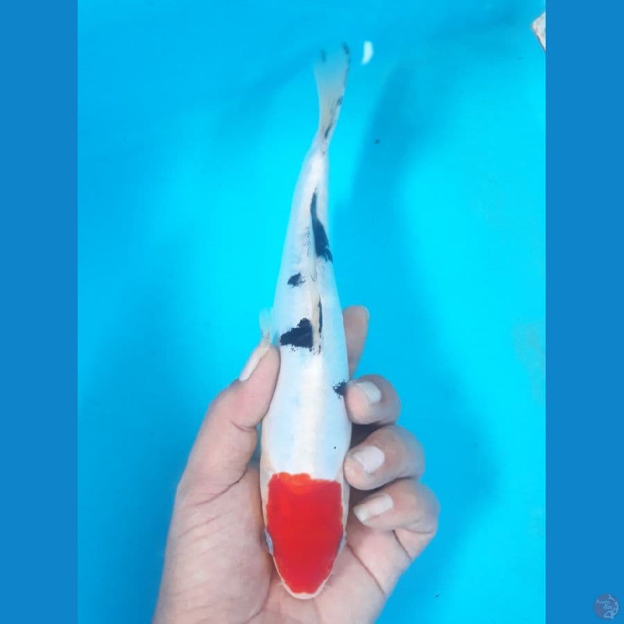 tancho sangke 23cm
