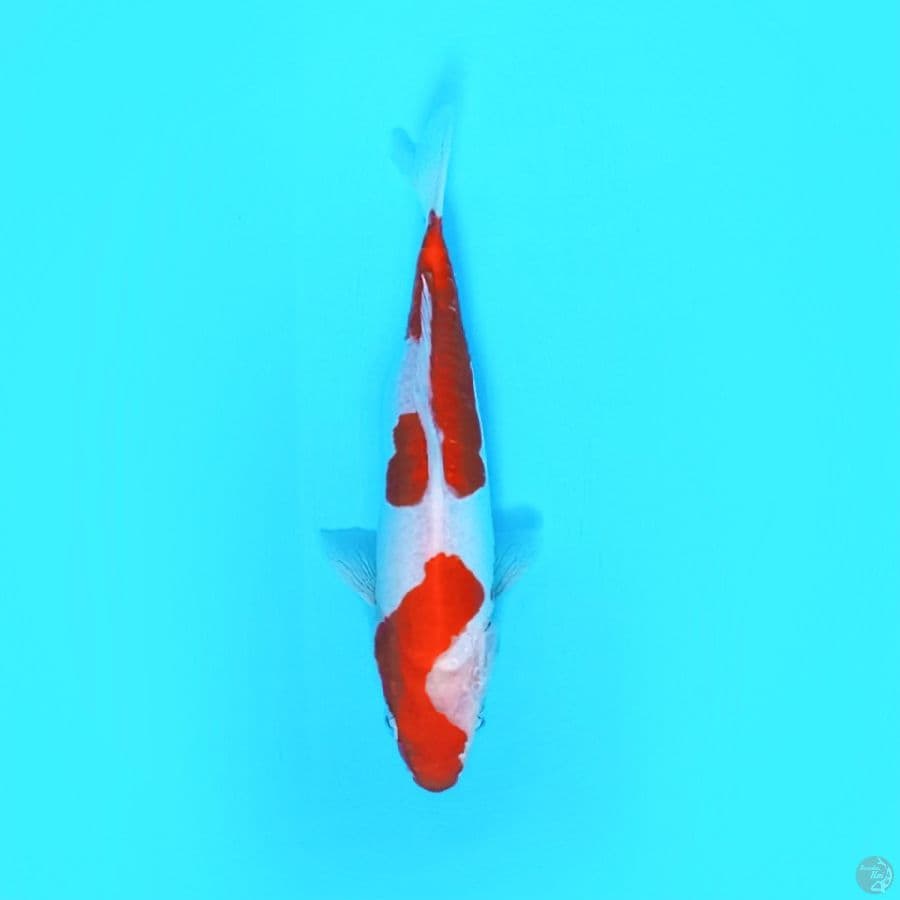 Doit$U kohaku 25.Cm