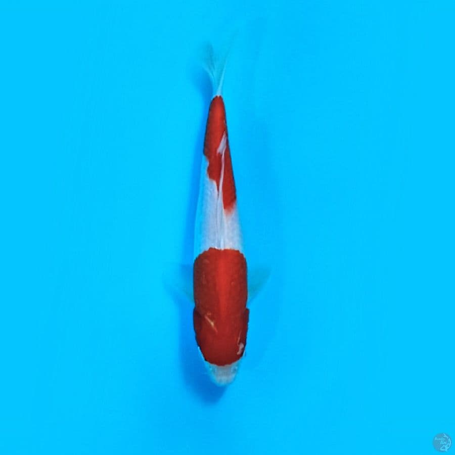 KOHAKU 25 Cm