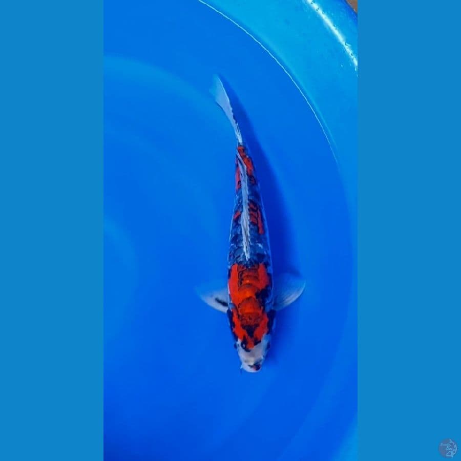 Benikikoryu 38cm male