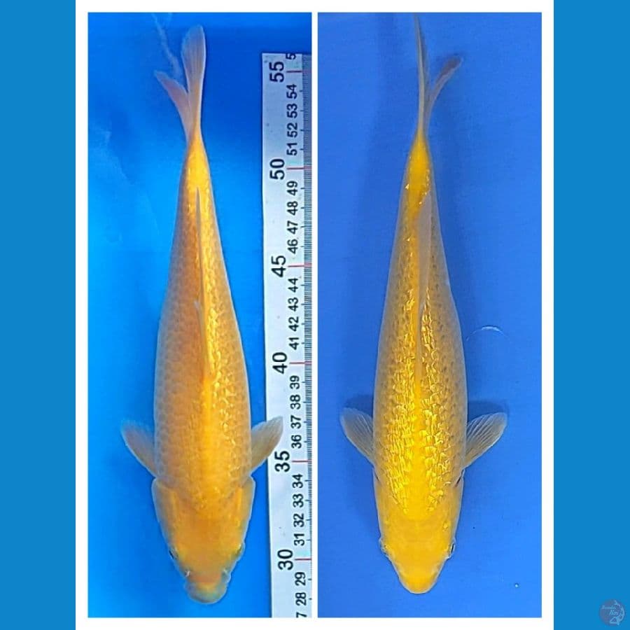 2E KARASHI GIN (26CM)