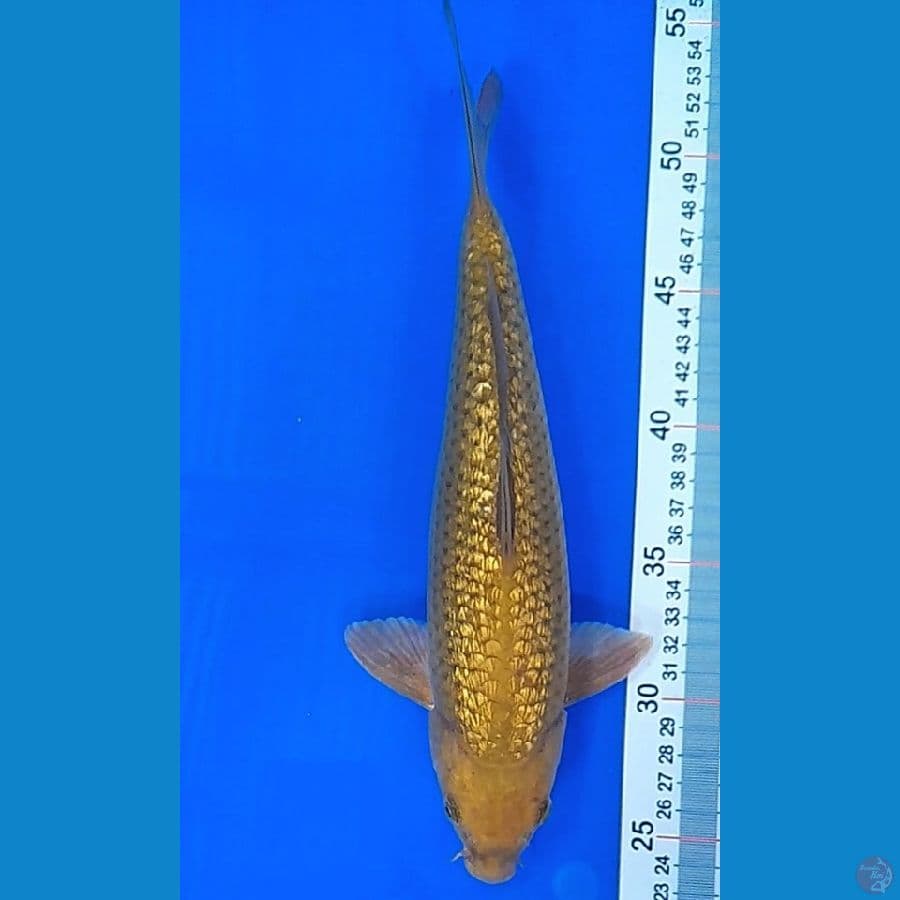 MIDORIGOI (28CM)