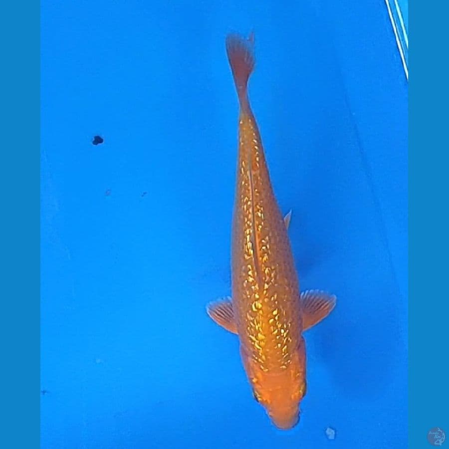 RED KARASHI GINRIN (16CM)