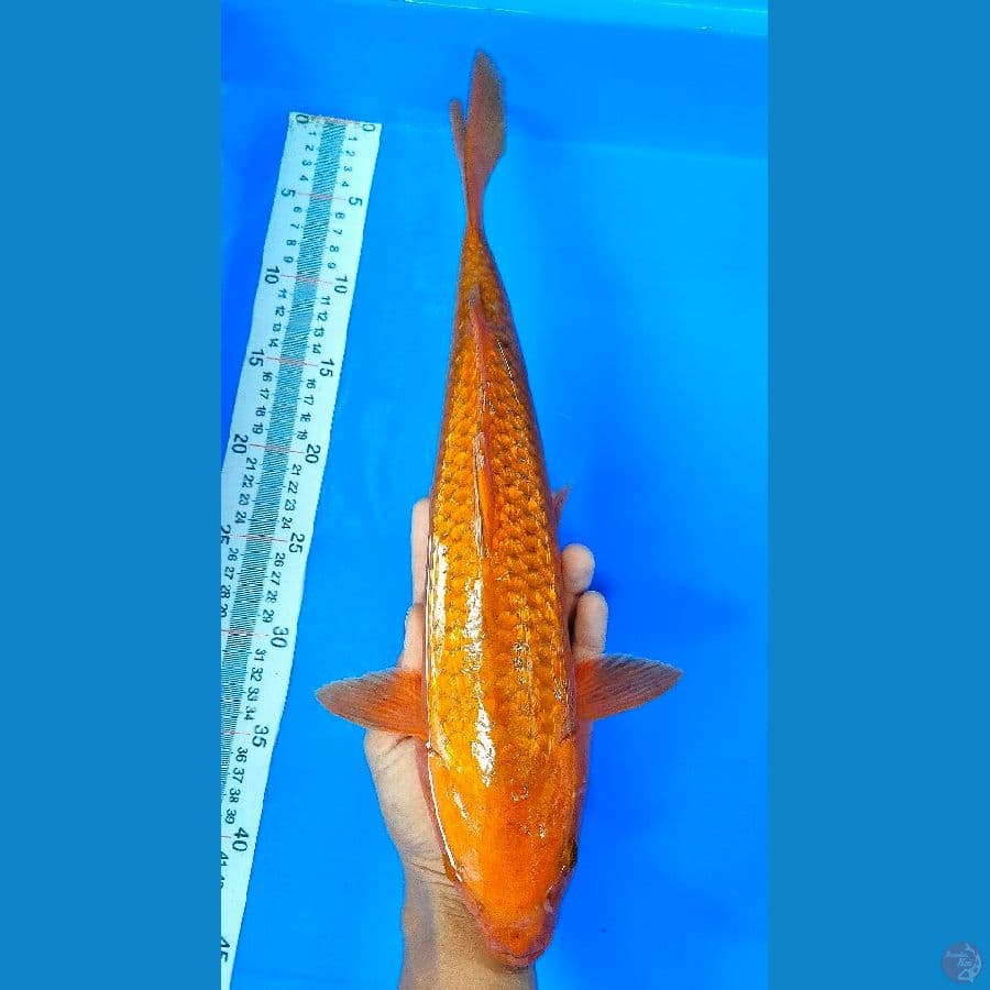 CHAGOI (39CM)