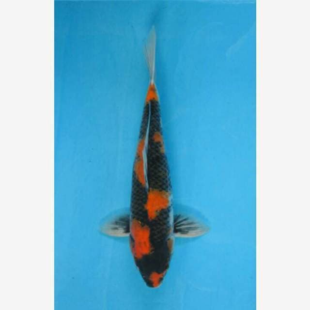 CENDRAWASIH KOI SHOP