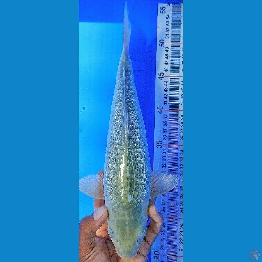 SORAGOI (31CM)
