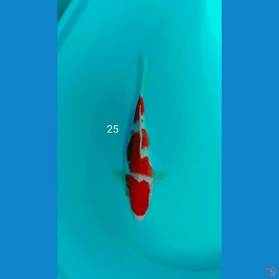 kohaku akf 25cm