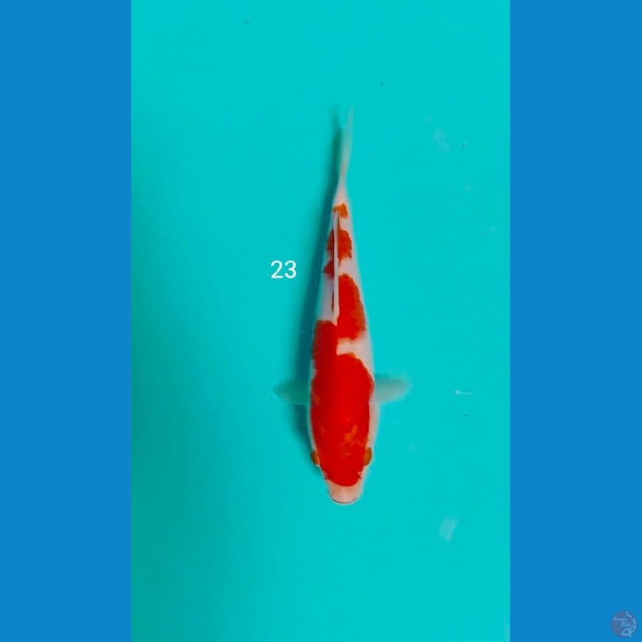 inazuma kohaku 23cm