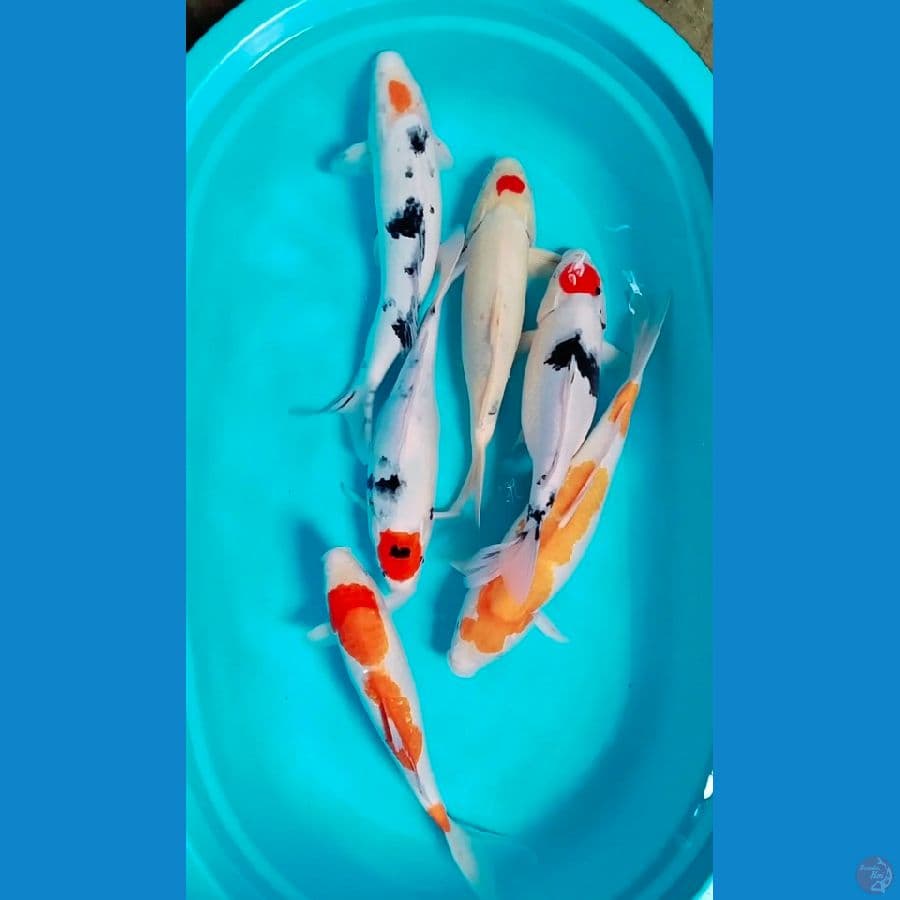jumbo mik 37_43cm 6ekor