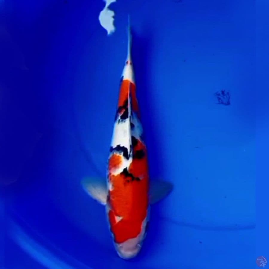 36cm NIDAIME SANKE BAGUS