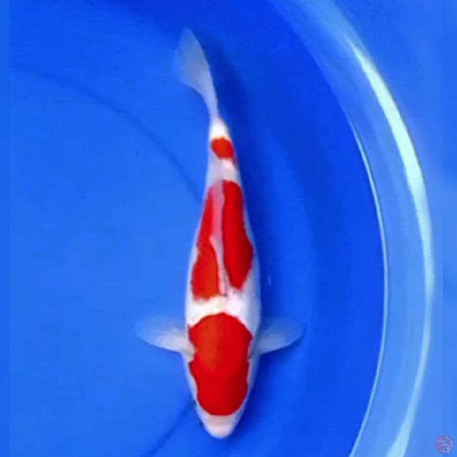 35cm 3STEP KOHAKU PEKAT