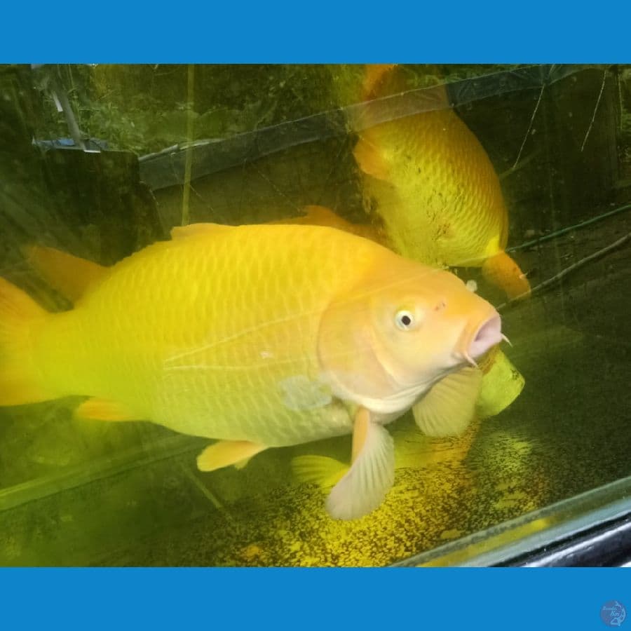 KARASHI CORN JUMBO 50CM MALE