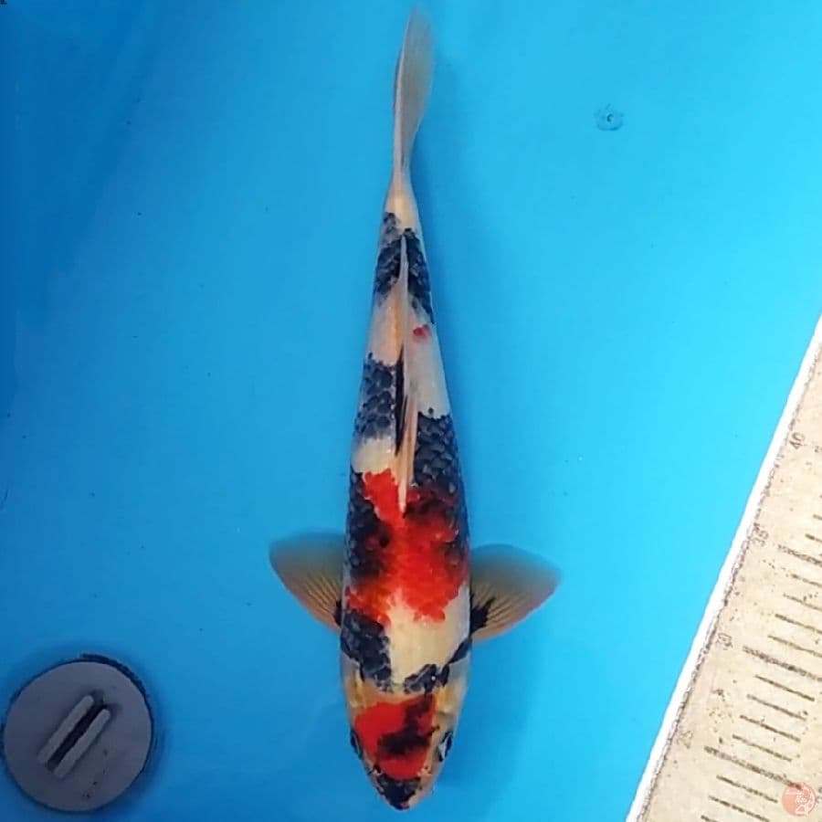 Maruten Showa ~37 M