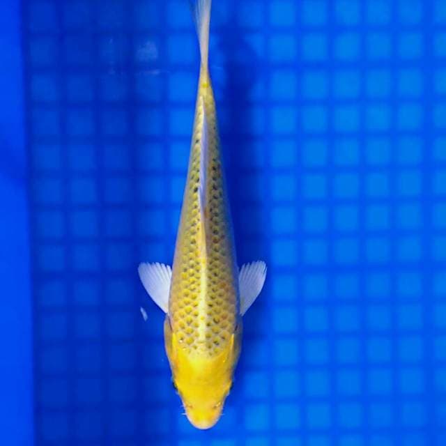 MATSUBA OGON