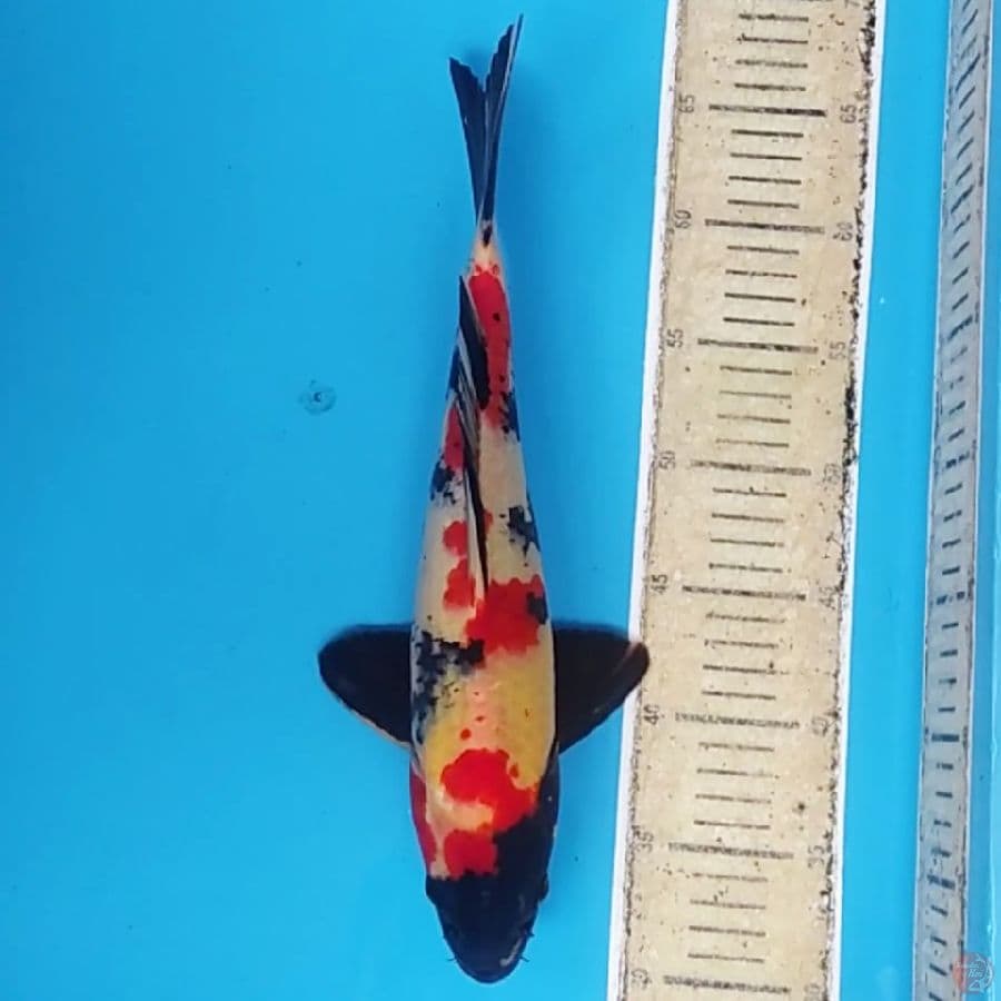 Showa ~37 M