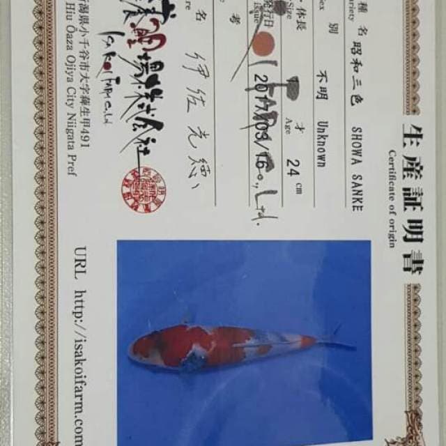 Shoa sansoku tategoi certy isa koi