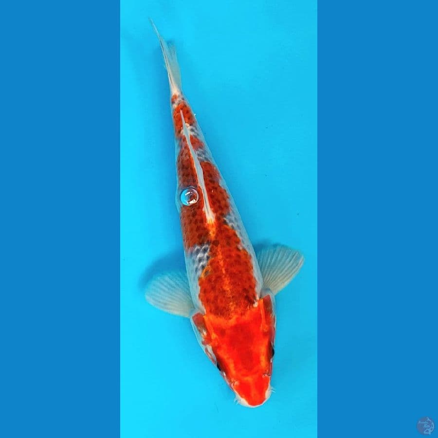 Goshiki 24 cm