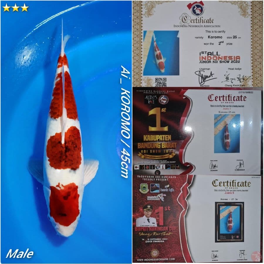 SQ Ai Koromo 45cm jantan prestasi 3×.