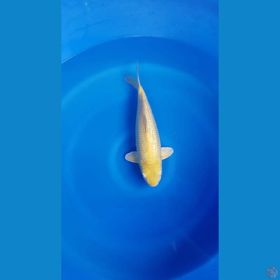 Karasi fuull ginrin 35cm bulky baby face calon jumbo