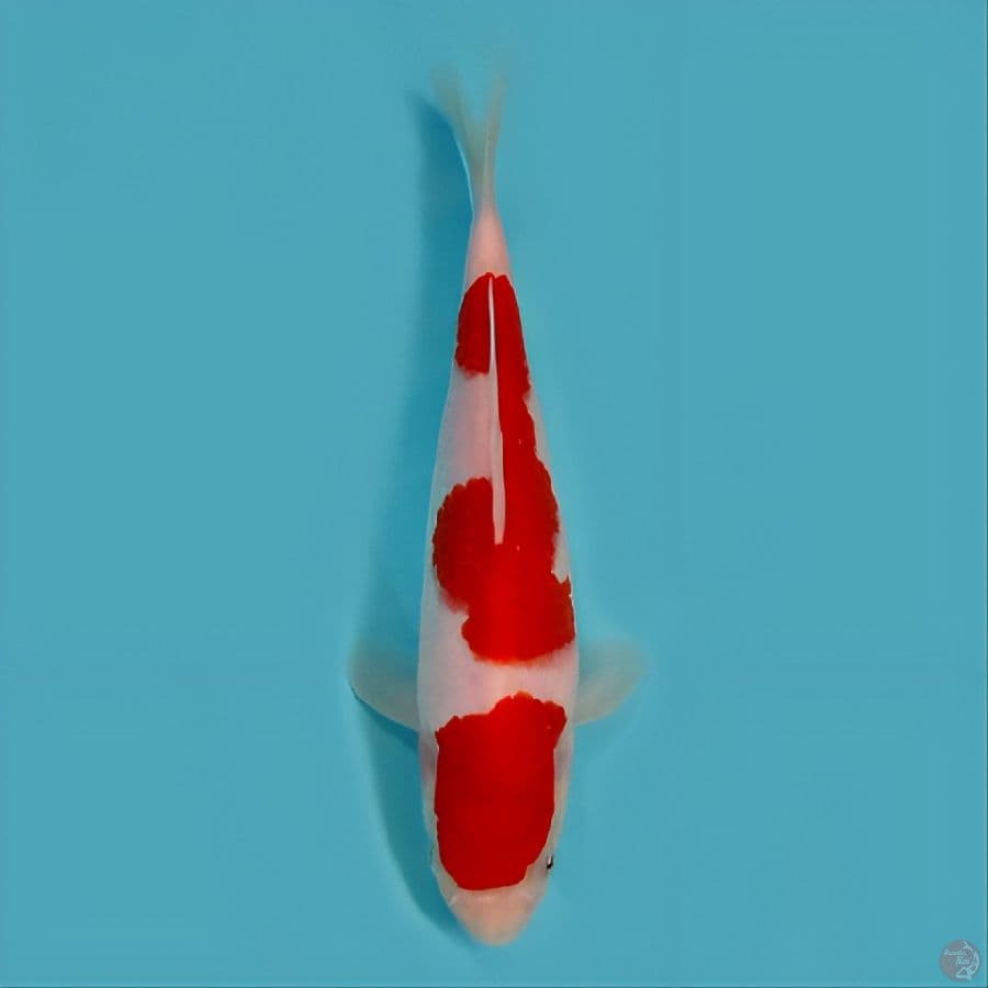 original kohaku SQ-+23 cm original