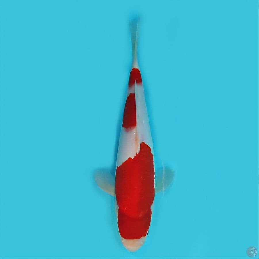 Nindan kohaku 25 cm original SQ