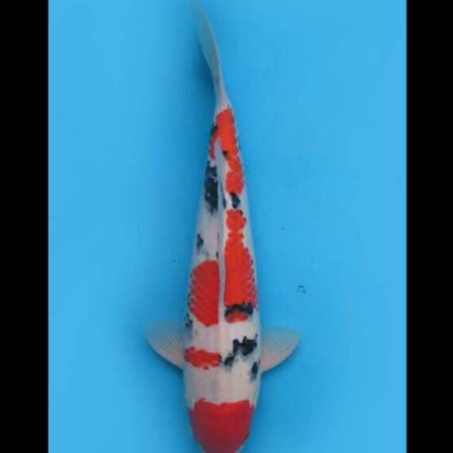 40cm Male - Maruten Sanke Jumbo F1