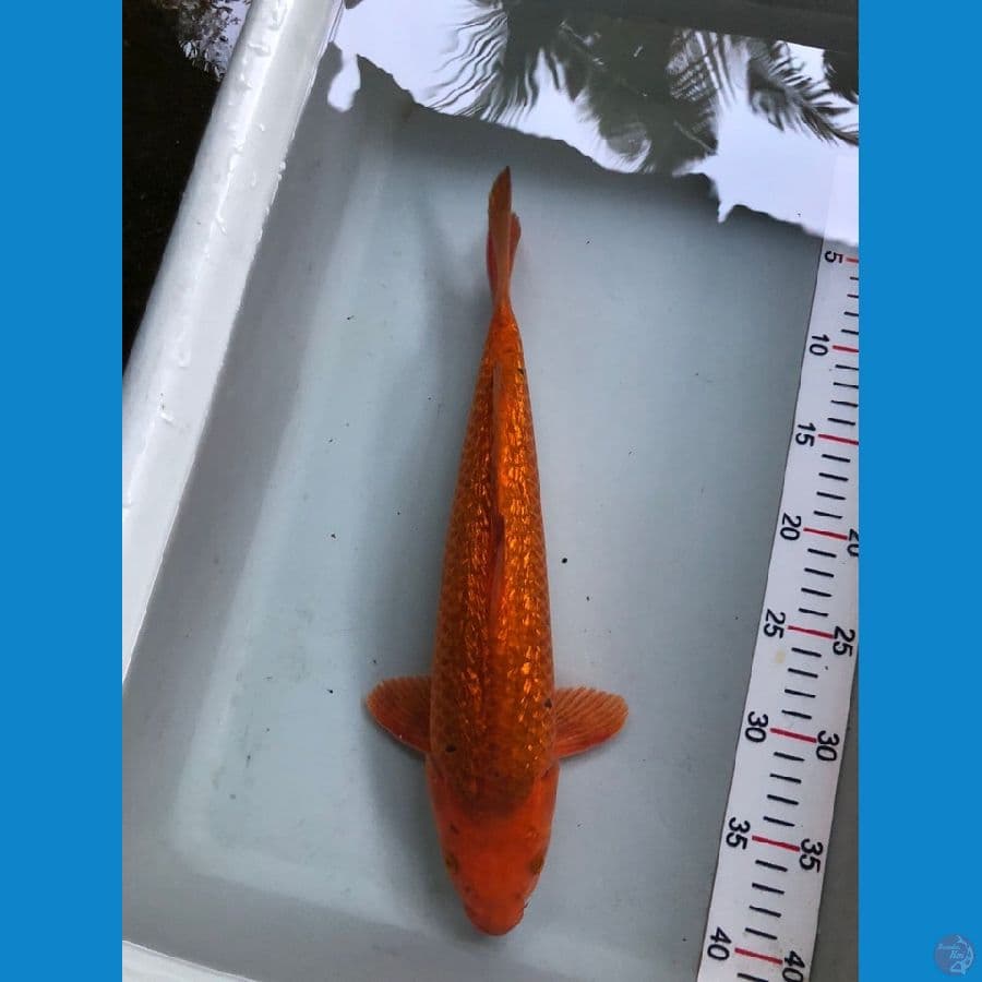 KARAMEL M35cm