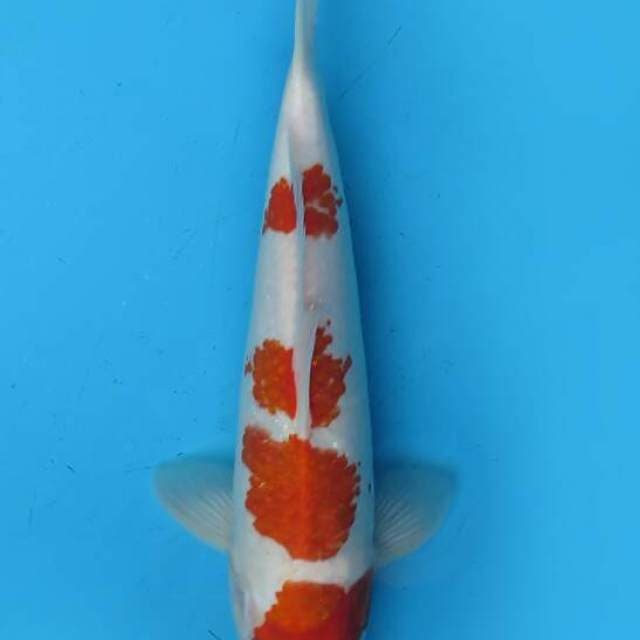 Simichi kohaku male 30cm