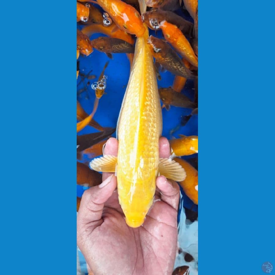 Karashi ginrin 25cm