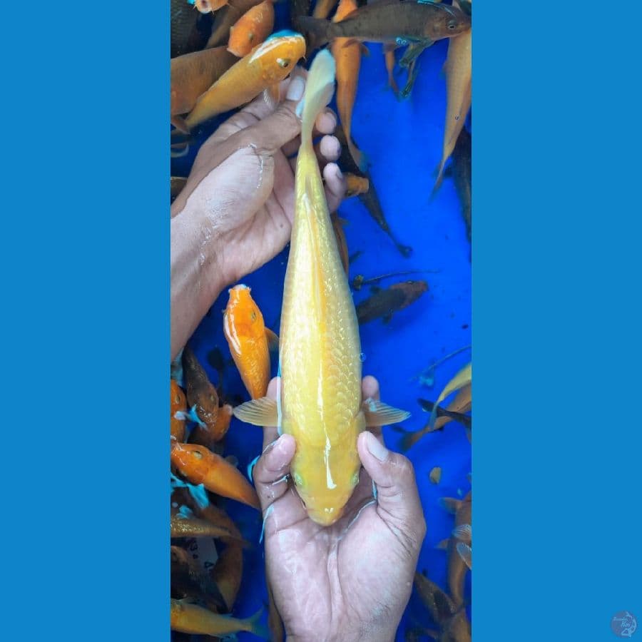 Karashi ginrin 25cm
